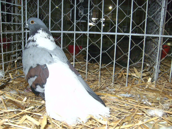 PICT1759 - Expo Sarinena -Huesca 2013 rase Romanesti