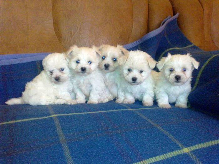 bichon xx1