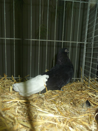 DSCF9692 - Expo Sarinena -Huesca 2013 rase Romanesti