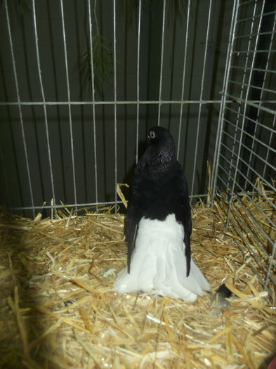 DSCF9693 - Expo Sarinena -Huesca 2013 rase Romanesti