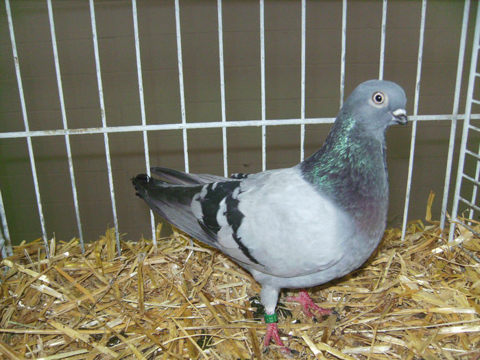 PICT1824 - Expo Sarinena -Huesca 2013 rase Romanesti