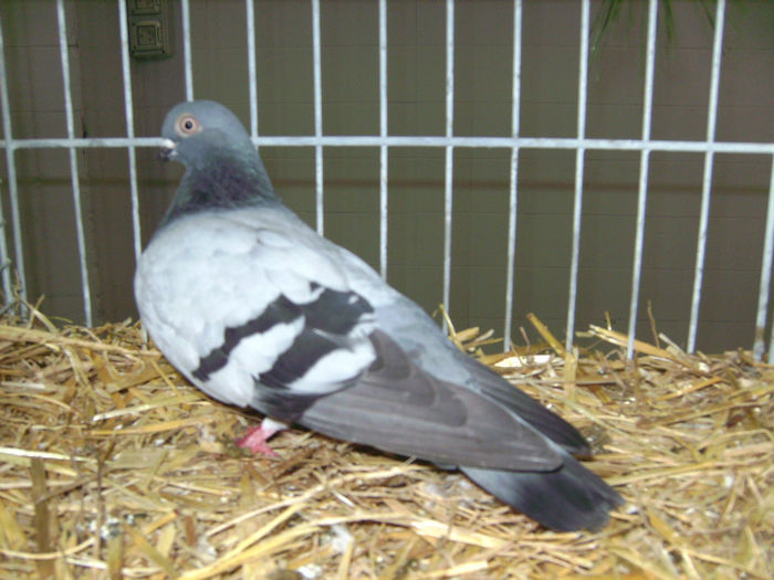 PICT1825 - Expo Sarinena -Huesca 2013 rase Romanesti