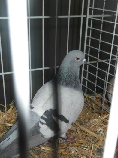 DSCF9739 - Expo Sarinena -Huesca 2013 rase Romanesti