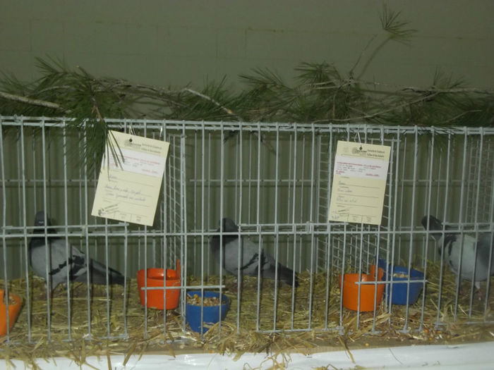 DSCF9742 - Expo Sarinena -Huesca 2013 rase Romanesti