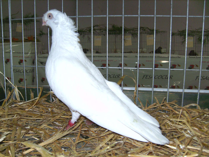 PICT1799 - Expo Sarinena -Huesca 2013 rase Romanesti