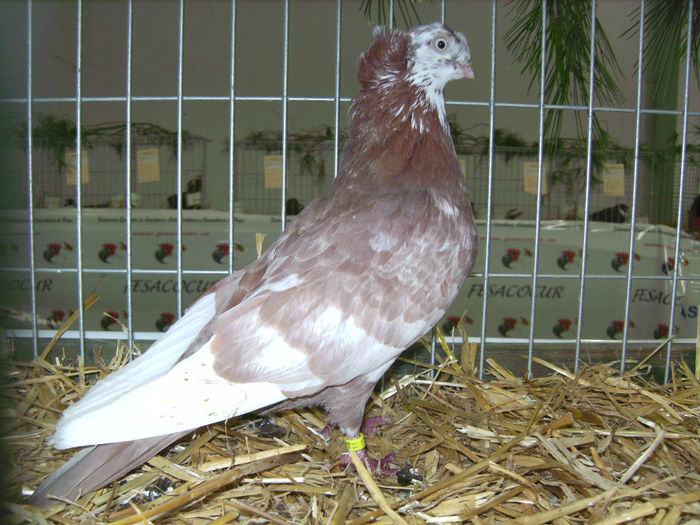 PICT1802 - Expo Sarinena -Huesca 2013 rase Romanesti