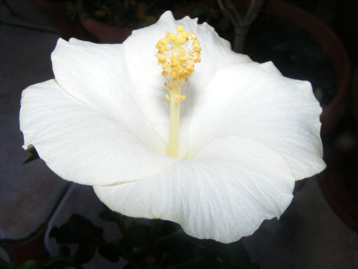 HIBISCUS SAN REMO - GRADINA MEA DE VIS