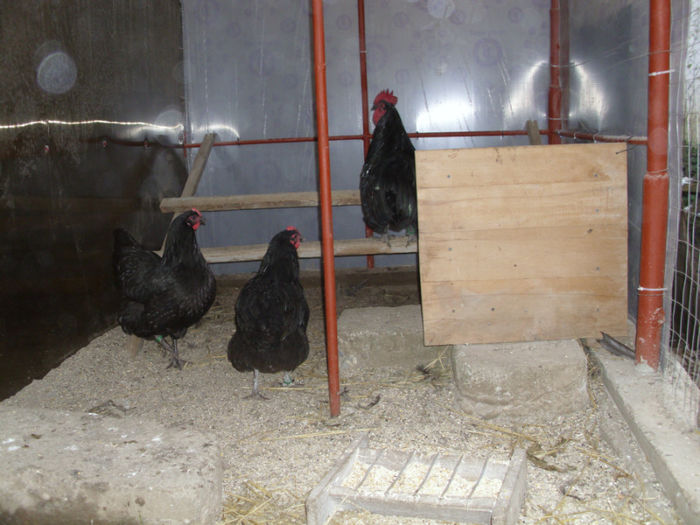 IMG_1747 - Z AUSTRALORP 2013