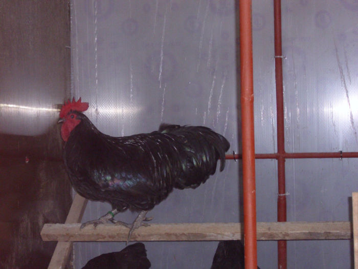 IMG_1748 - Z AUSTRALORP 2013