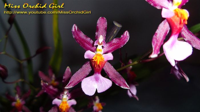 Oncidium Sharry Baby Yellow Flash; Parfumat - foarte dulce
