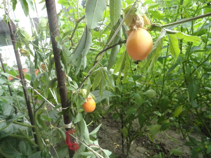 pasiflora caeruela2013; inainte sa o transplantez in ghiveci pt iarna fructe delicioase, plantata langa rosii
