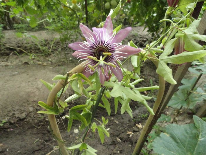 pasiflora 2013 - AA PLANTELE MELE DIN GHIVECI 2015