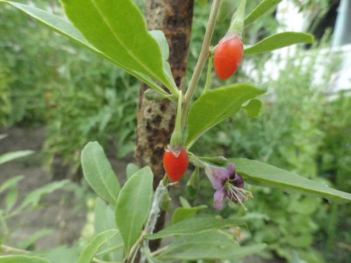 goji anul 3; goji in gradina fructifica din iunie pana in decembrie
