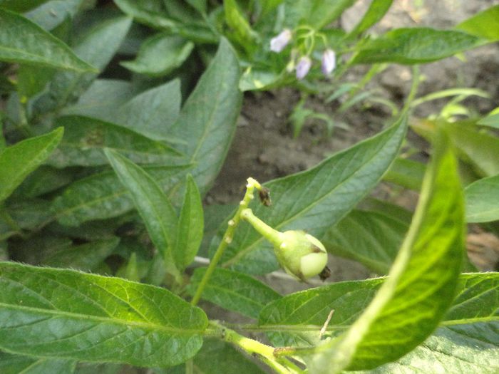 pepino gold, fara seminte; din buchet de 7 flori tine 1 fruct
