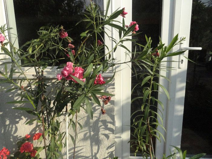 leandru 1,80 cm 100ron; roz care infloreste tot anul
