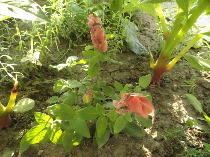 crevete; sensibila si ierneaza la interior
