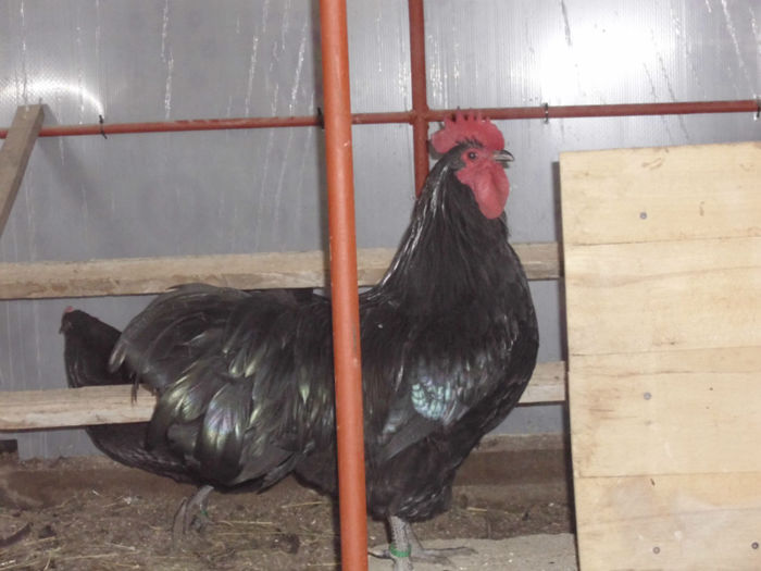 IMG_1749 - Z AUSTRALORP 2013