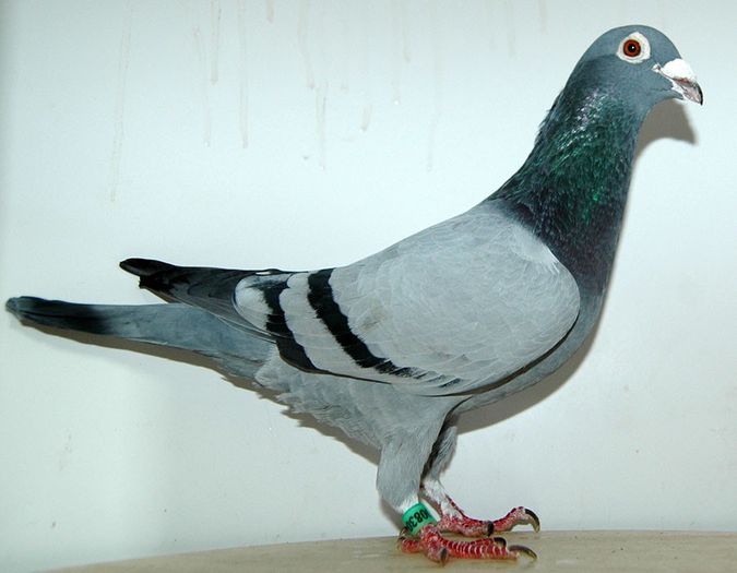 bondaru