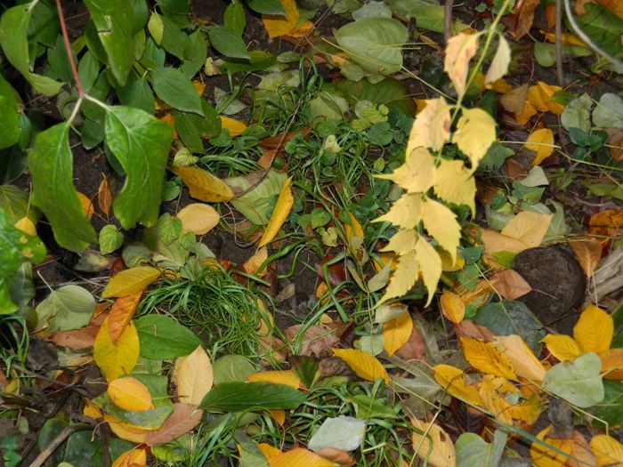 DSCN9754 - DECEMBRIE 2013