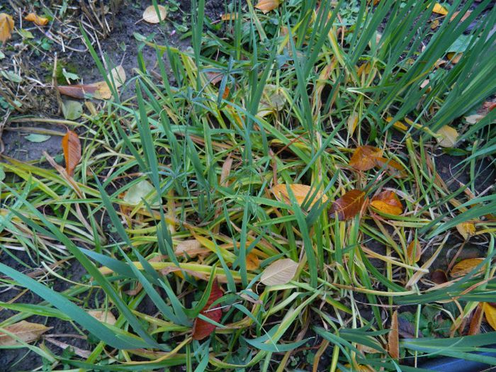 DSCN9761 - DECEMBRIE 2013