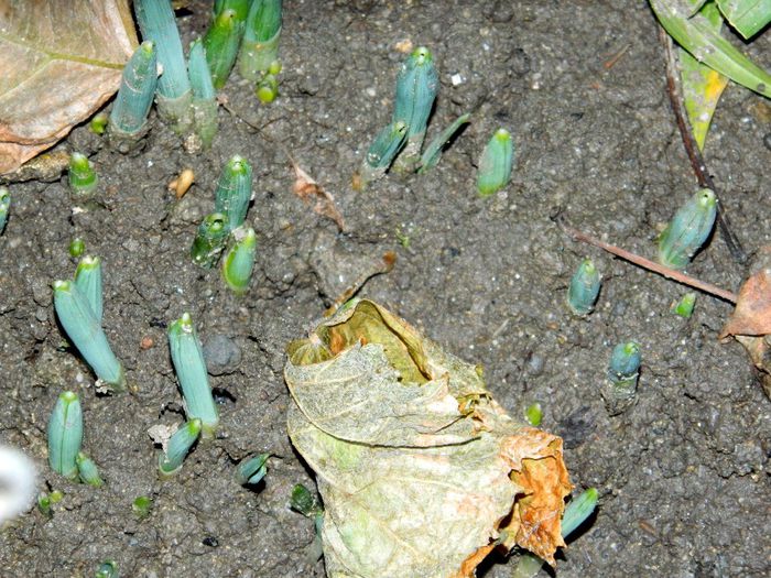 DSCN9770 - DECEMBRIE 2013