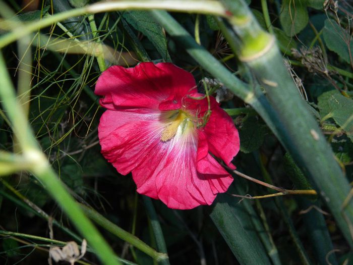 DSCN9790 - DECEMBRIE 2013