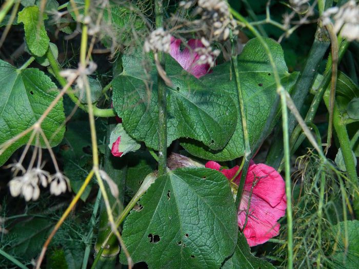 DSCN9791 - DECEMBRIE 2013