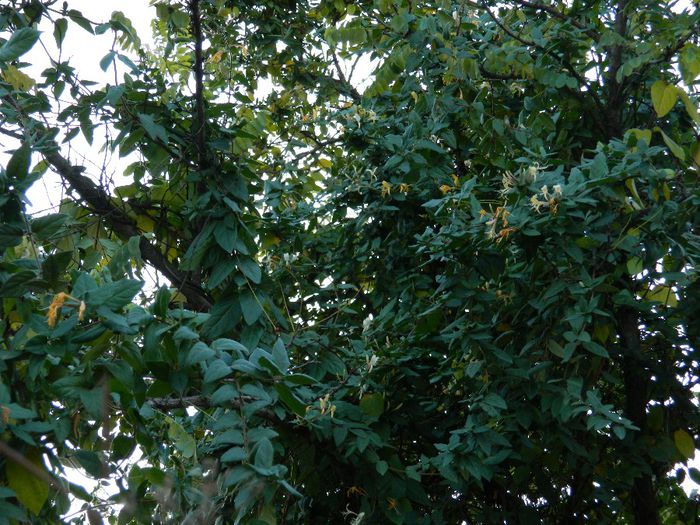 DSCN9793 - DECEMBRIE 2013