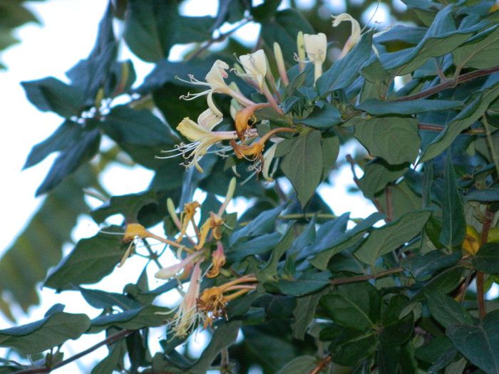 DSCN9796 - DECEMBRIE 2013