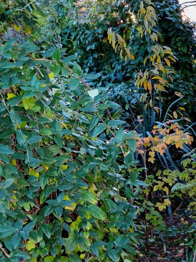 DSCN9797 - DECEMBRIE 2013