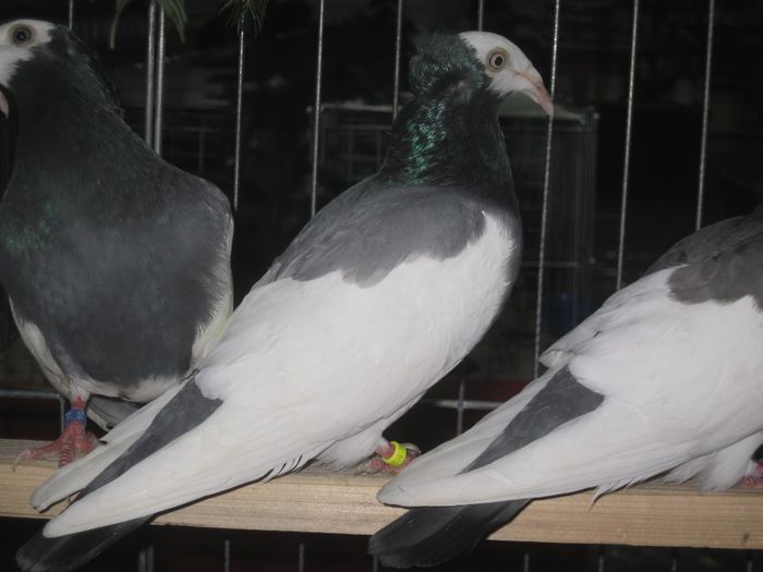 IMG_3625 - Beckescsaba Dec2013