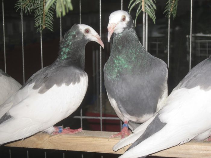 IMG_3626 - Beckescsaba Dec2013