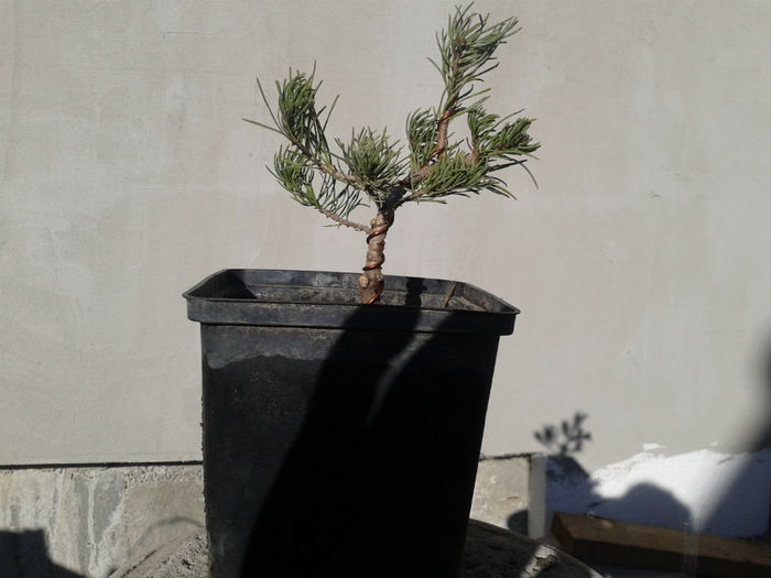 pinus mugo 1