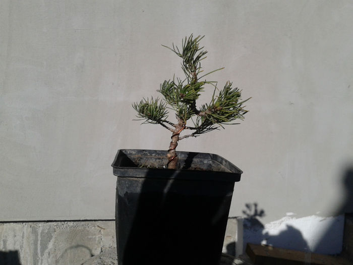 pinus mugo1-20cm
