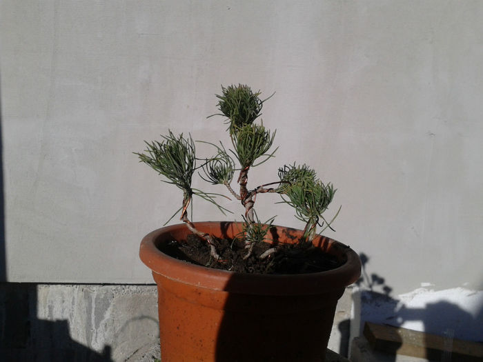 pinus mugo2