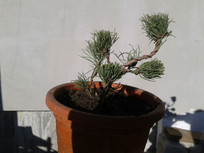 pinus mugo2-25cm
