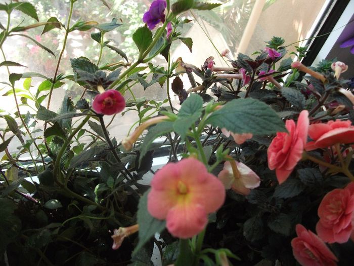 2013 134 - Achimenes 2013