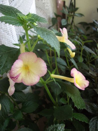 2013 136 - Achimenes 2013