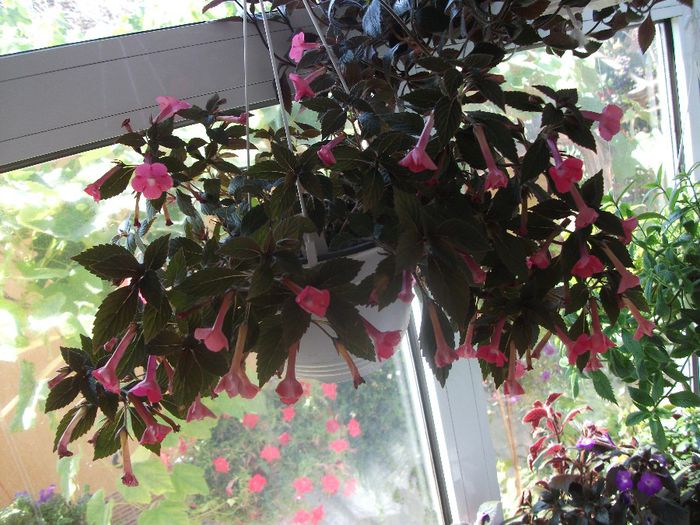 2013 146 - Achimenes 2013