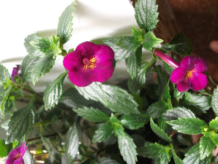 2013 167 - Achimenes 2013