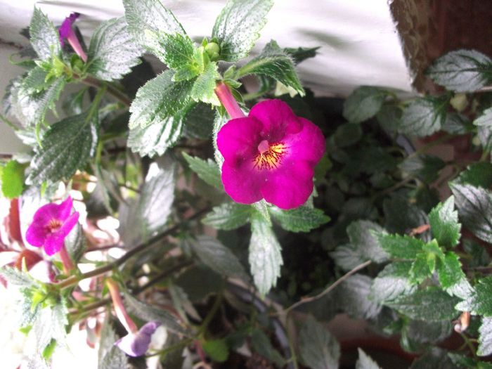 2013 168 - Achimenes 2013