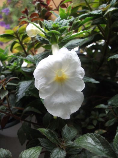 2013 170 - Achimenes 2013
