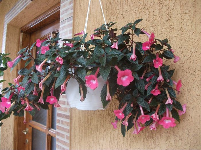 2013 178 - Achimenes 2013
