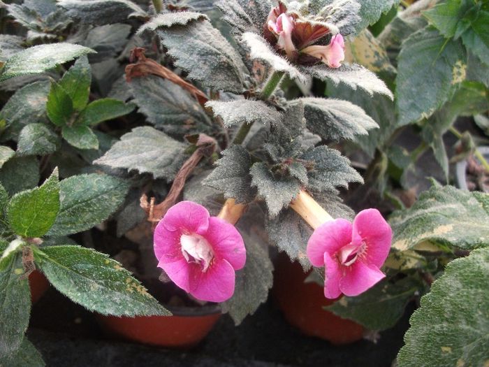 2013 204 - Achimenes 2013