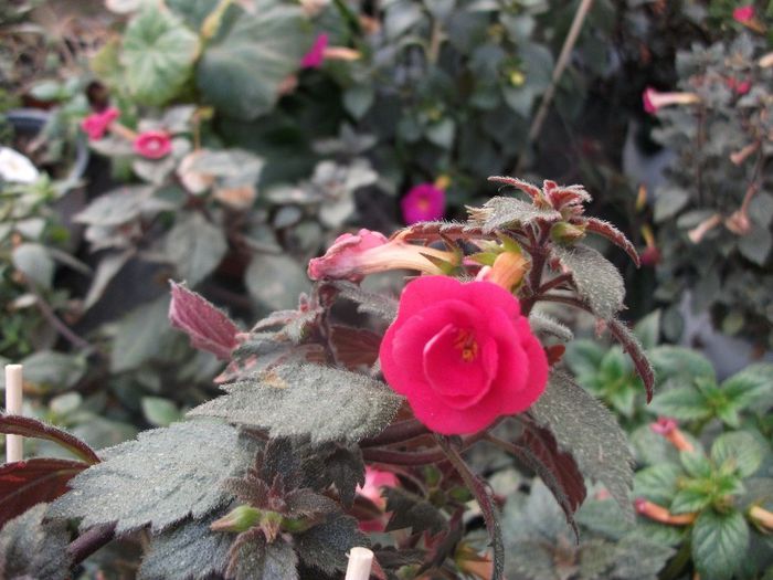 2013 207 - Achimenes 2013