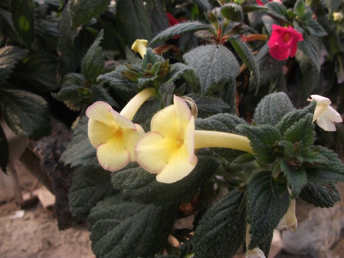 2013 222 - Achimenes 2013
