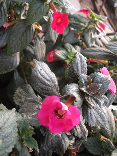 2013 220 - Achimenes 2013