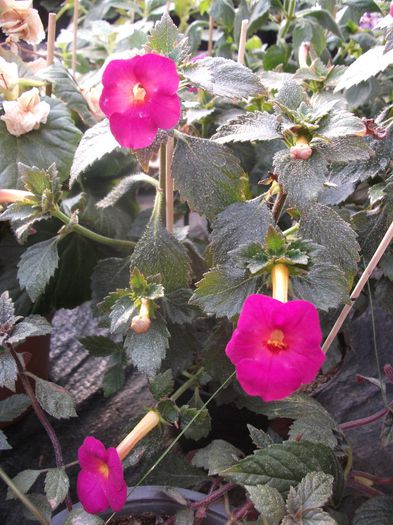 2013 223 - Achimenes 2013