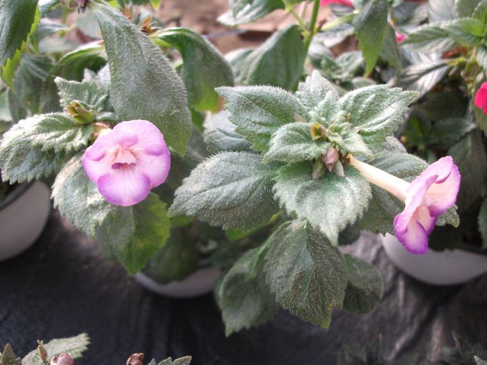 2013 225 - Achimenes 2013