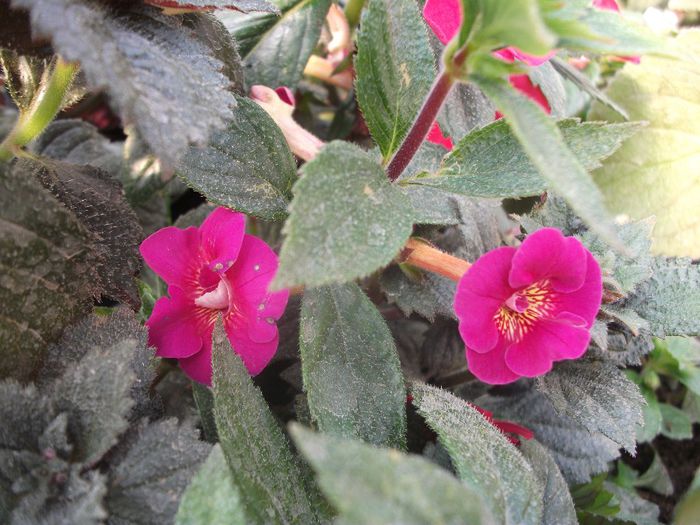 2013 260 - Achimenes 2013
